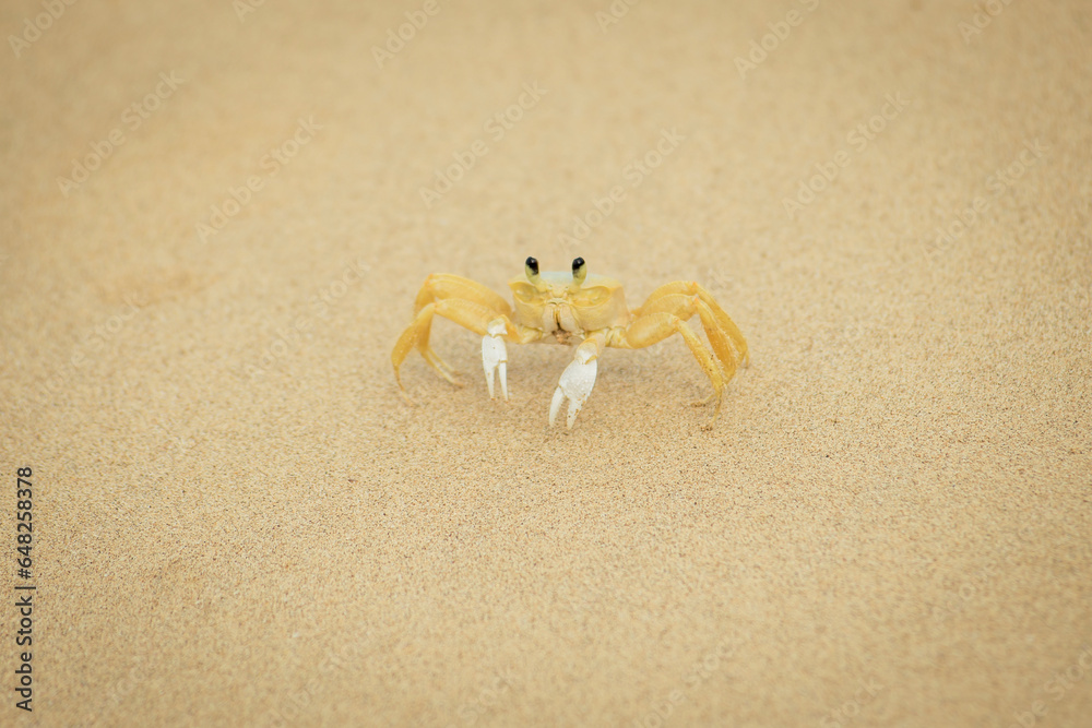 Crab on the sand in praia sancho; Fernando de noronha pernambuco brazil Crab on the sand in praia sancho; Fernando de noronha pernambuco brazil