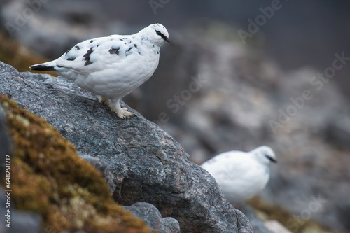 Pair of ptarmigans in white winter plumage on ben damph; Torridon highlands scotland photo