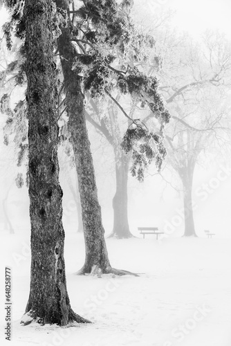 Ice fog in winter assiniboine park; Winnipeg manitoba canada photo