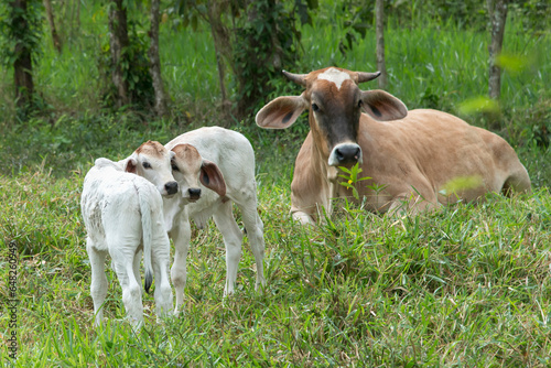 A Cow And Two Calves In The Grass; Zacapa, Guatemala photo