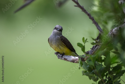 Western Kingbird (Tyrannus Verticalis), Grasslands National Park; Saskatchewan, Canada photo