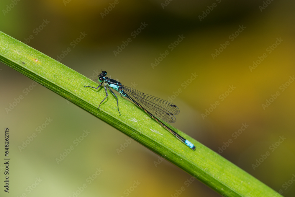 A Damselfly Rests On A Stem; Astoria, Oregon, United States Of America A Damselfly Rests On A Stem; Astoria, Oregon, United States Of America