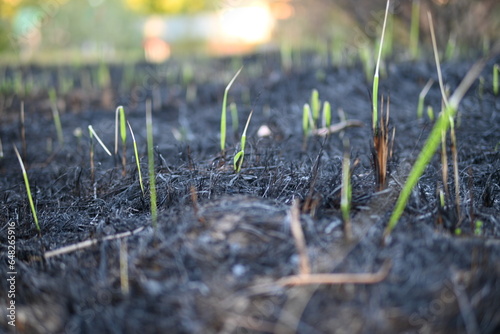 sprouts of green grass after a fire, black burnt field and green sprouts after a fire, restoration of nature after a fire
