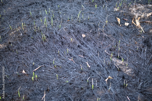 Vászonkép black scorched field as a background, scorched earth, the aftermath of a meadow