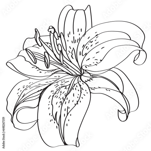 Lilys vector illustration. Flower isolated on white. Black and white floral vector illustration of a lilys