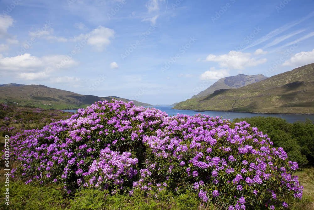 Purple Flowers Blossoming On A Shrub On The Shore Of Killary Harbour; County Galway, Ireland Purple Flowers Blossoming On A Shrub On The Shore Of Killary Harbour; County Galway, Ireland