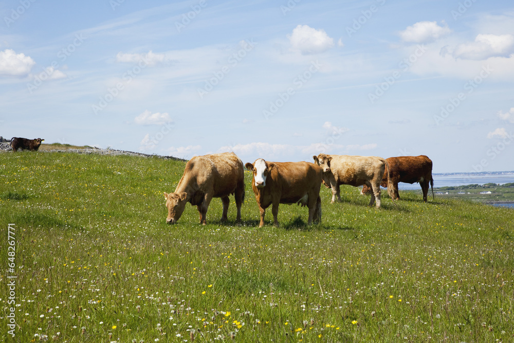Cows Grazing In A Meadow, Near Kinvara; County Galway, Ireland Cows Grazing In A Meadow, Near Kinvara; County Galway, Ireland