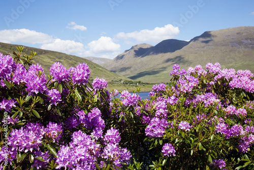 Flowers Blossoming On A Shrub On The Shore Of Killary Harbour; County Galway, Ireland photo