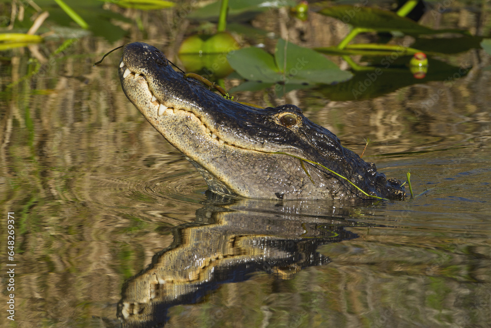 American Alligator (Alligator Mississippiensis) Swimming In Pond In The Morning, Head Held Up High, Everglades National Park; Florida, United States Of America American Alligator (Alligator Mississippiensis) Swimming In Pond In The Morning, Head Held Up High, Everglades National Park; Florida, United States Of America