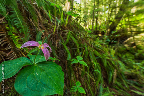 Trillium Growing In A Forest; British Columbia, Canada photo