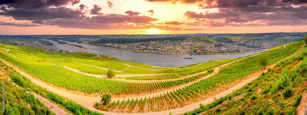 Weinreben über Rüdesheim am Rhein, Hessen, Deutschland 