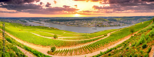 Weinreben über Rüdesheim am Rhein, Hessen, Deutschland 