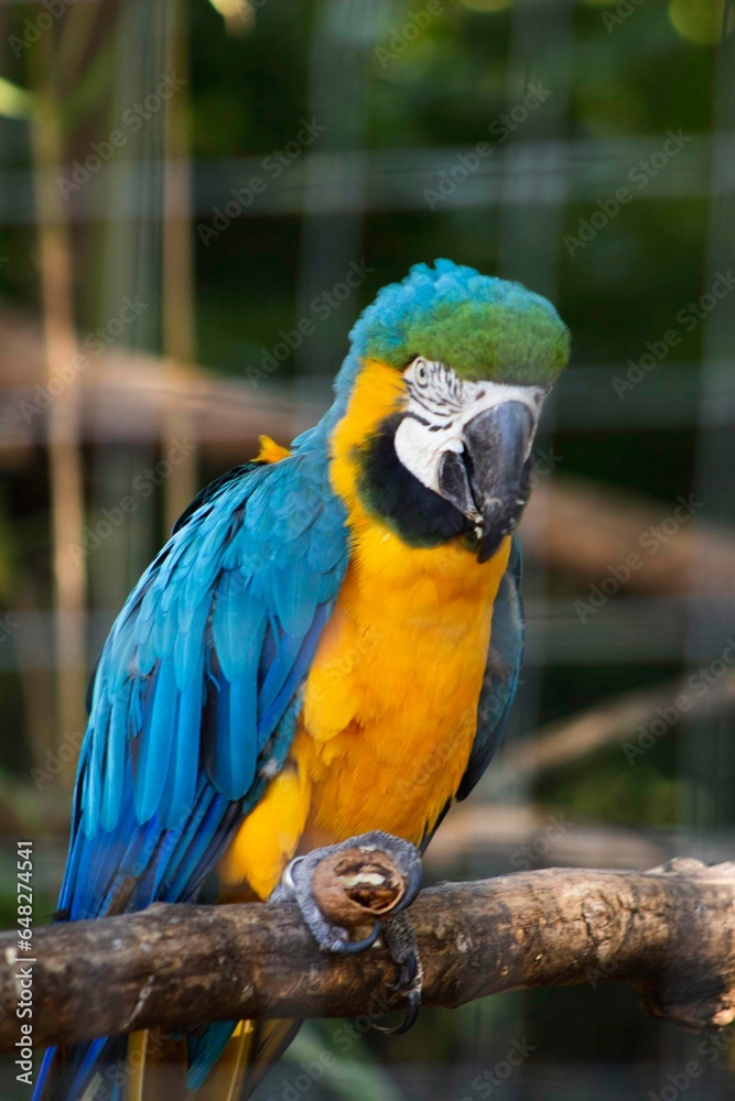 perroquet mangeant une noix