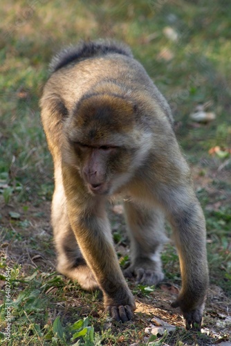 macaque qui marche