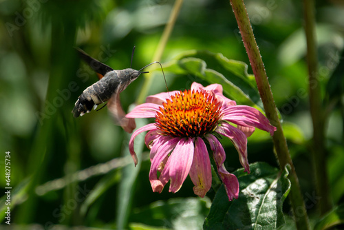 Elegant Hummingbird Hawk Moth gracefully hovers on a vibrant Echinacea flower, a mesmerizing display of nature's beauty.