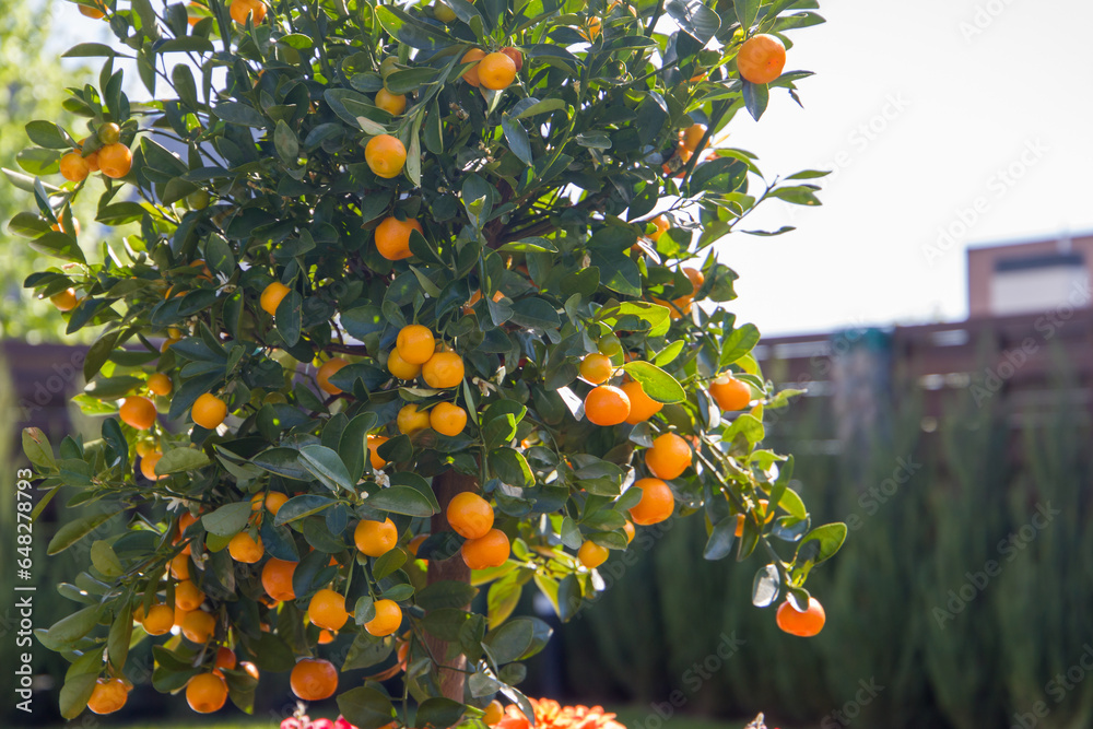 Tangerines on the tree in the garden. Tangerine tree with fruits. Tangerines on the tree in the garden. Tangerine tree with fruits.