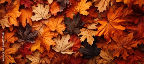 Fall Leaf Background Banner