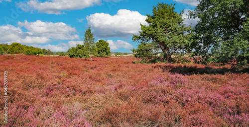 Beautiful heath landscape with blooming purple erica flowers and green oak trees in late summer - Loonse en Drunense Duinen national park, Netherlands photo