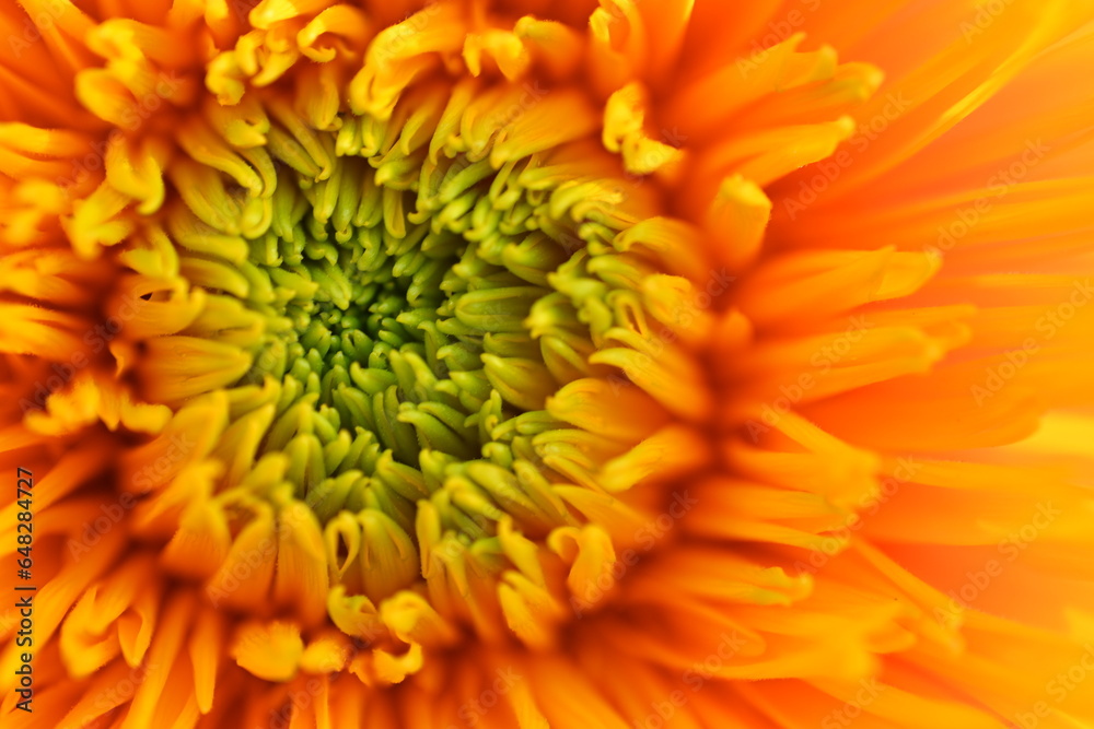 bright yellow sunflower flower close-up, macro sunflower flower bright yellow sunflower flower close-up, macro sunflower flower