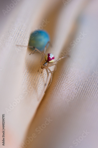 Red and white Common candy-striped spider Enoplognatha ovata watching its blue egg. photo