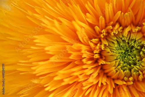 bright yellow sunflower flower close-up  macro sunflower flower