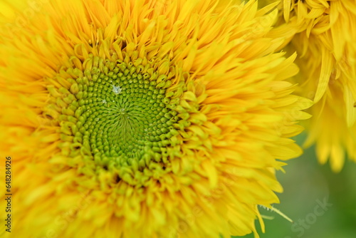 Yellow sunflower flower close-up  macro sunflower flower