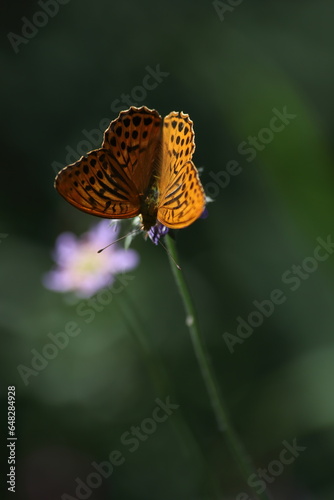 Argynnis paphia, Silver-washed Fritillary. An orange butterfly opens its wings, sitting on a purple flower, in the sunlight on a green background.