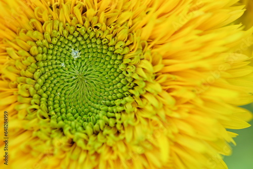 Yellow sunflower flower close-up  macro sunflower flower