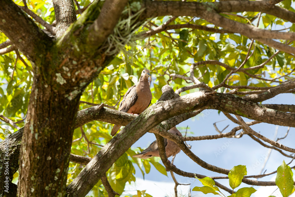 Streptopelia Decaocto; Turtle Doves On Tree Branch Streptopelia Decaocto; Turtle Doves On Tree Branch