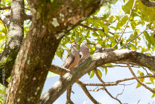 Streptopelia Decaocto; Turtle Doves On Tree Branch photo