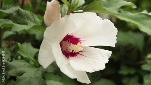 white red hibiscus flower plant with green behind, close up photo