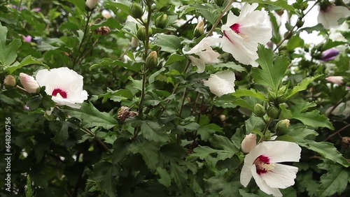 three white red hibiscus flower plant with green behind photo