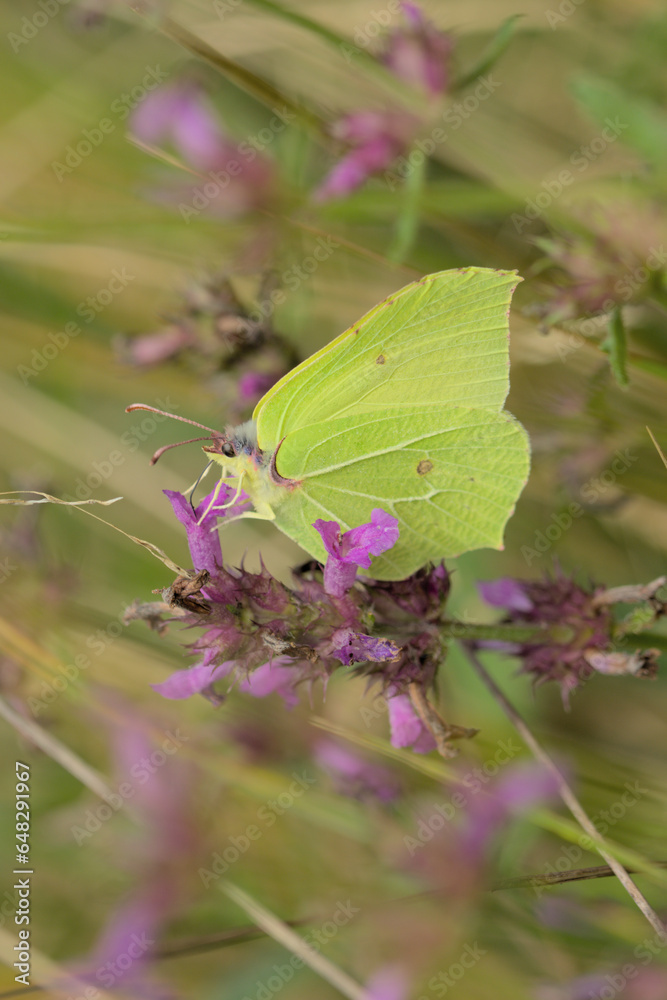 Brimstone butterfly on selfheal flower Brimstone butterfly on selfheal flower
