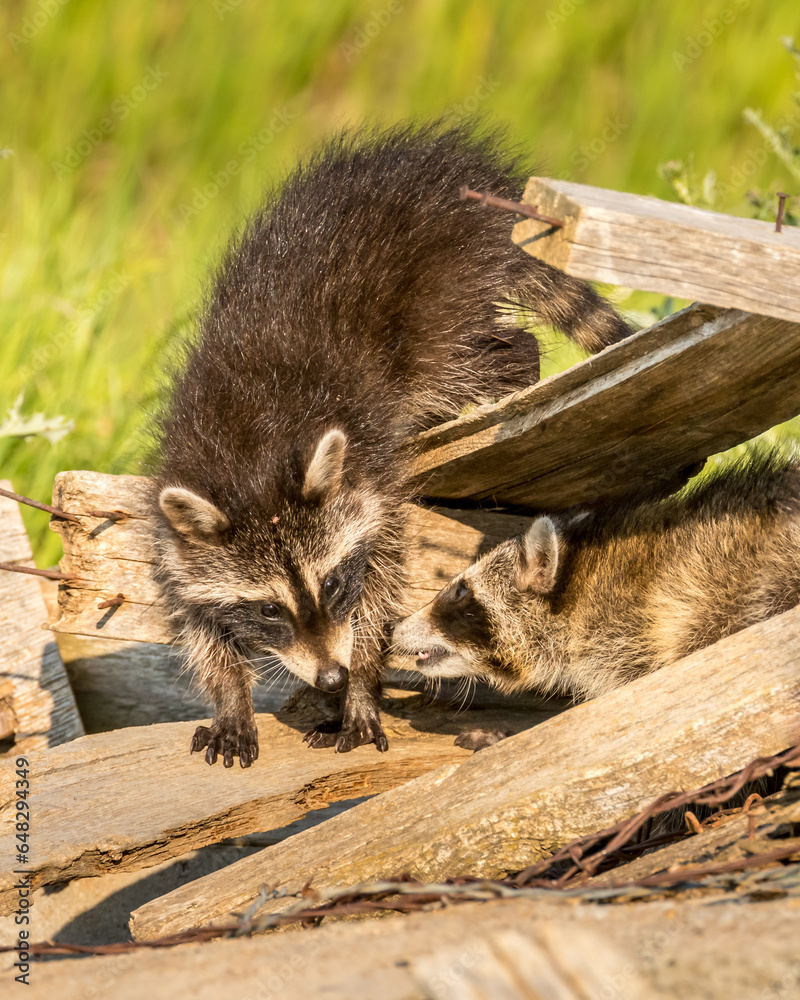 Naklejka premium Racoon kit walking on boards of an old collapsed building