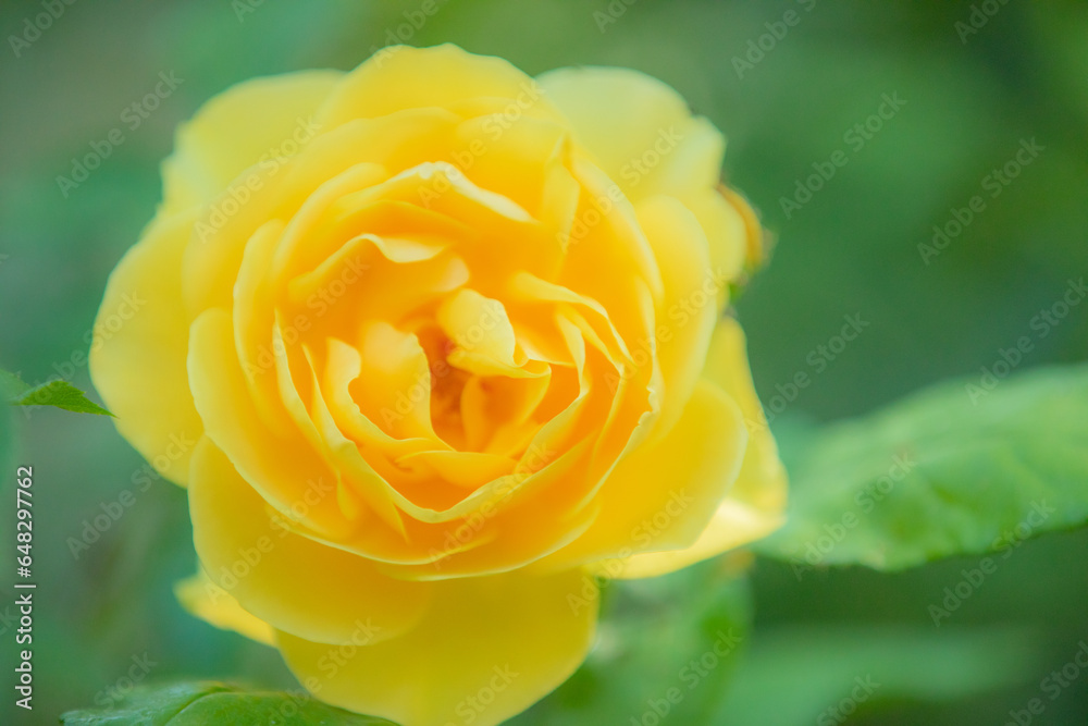 Mixed colorful flowers background Mixed colorful flowers background