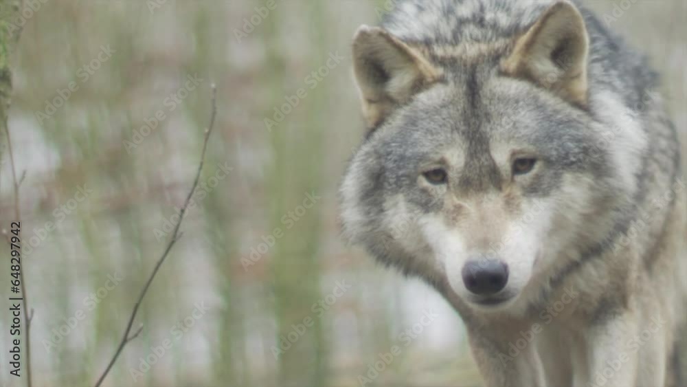 gray wolf canis lupus gray wolf canis lupus