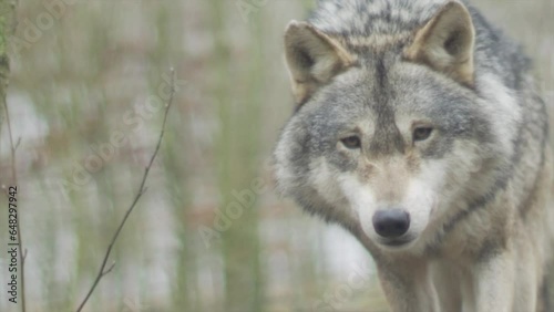 gray wolf canis lupus photo