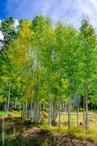 Backlit forest of aspen trees in early fall