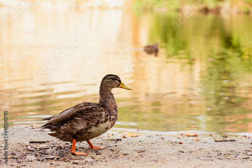 wild duck by the pond
