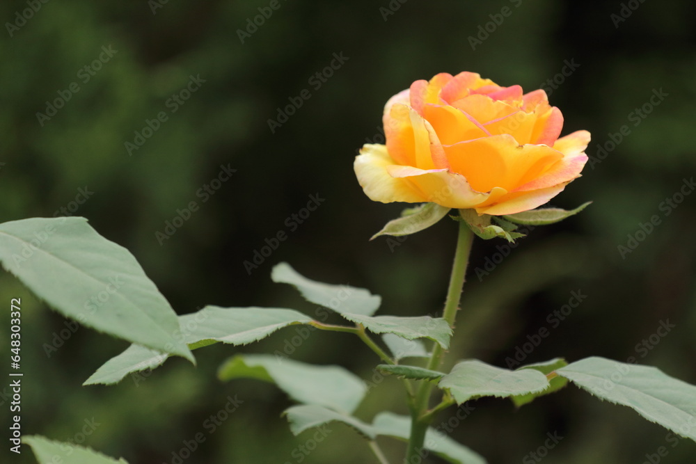 yellow rose flower yellow rose flower