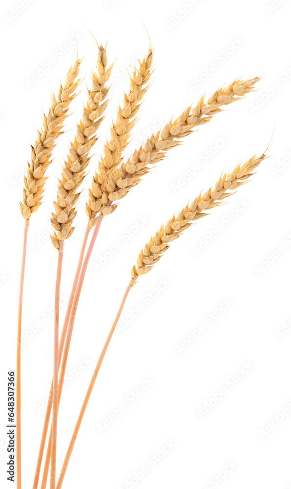 Ears of wheat. Ears of wheat.