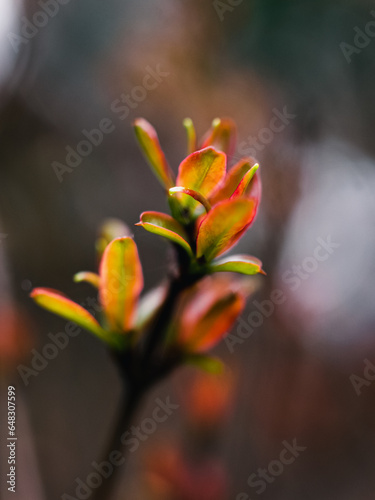 Close up of a plant