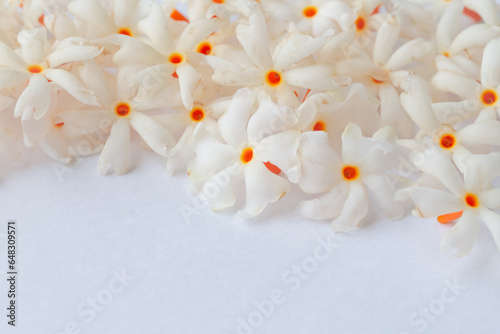 White sweet scented night-flowering jasmine, aka coral jasmine or siuli or parijatham flower on white background for festive holiday card. Nyctanthes arbor-tristis. Copy space for text.  photo