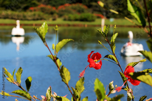 tarde no parque photo