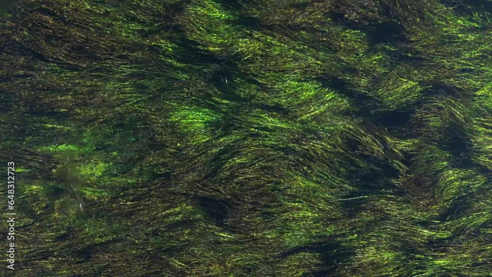 Amazing aerial view of dancing moss in the water.
Amazing aerial view of dancing moss in the water.
