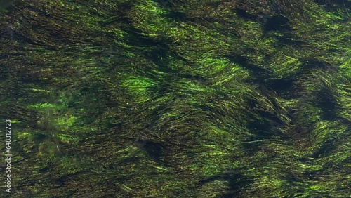 Amazing aerial view of dancing moss in the water.
 photo