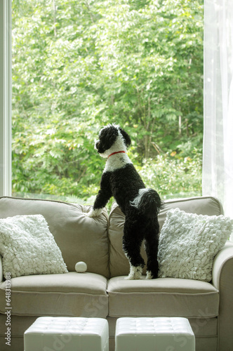 Shaggy Dog Looking Out a Window