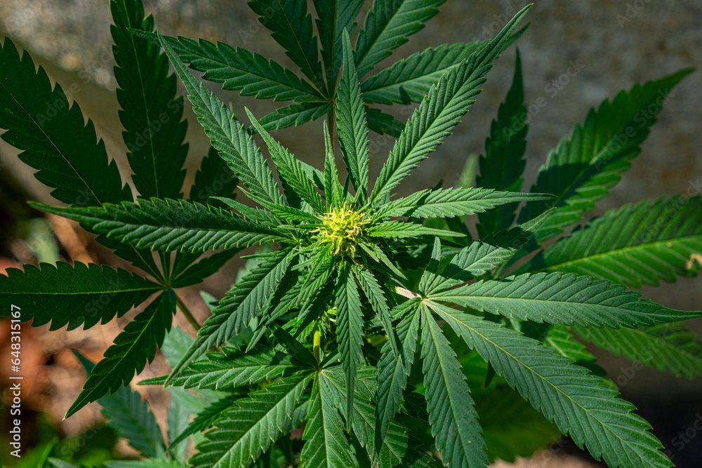Cannabis sativa plant in flower, medical marijuana Cannabis sativa plant in flower, medical marijuana