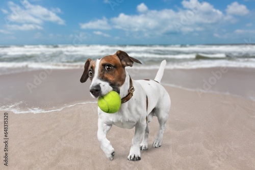 Fototapeta Naklejka Na Ścianę i Meble -  Happy cute smart puppy playing on a beach