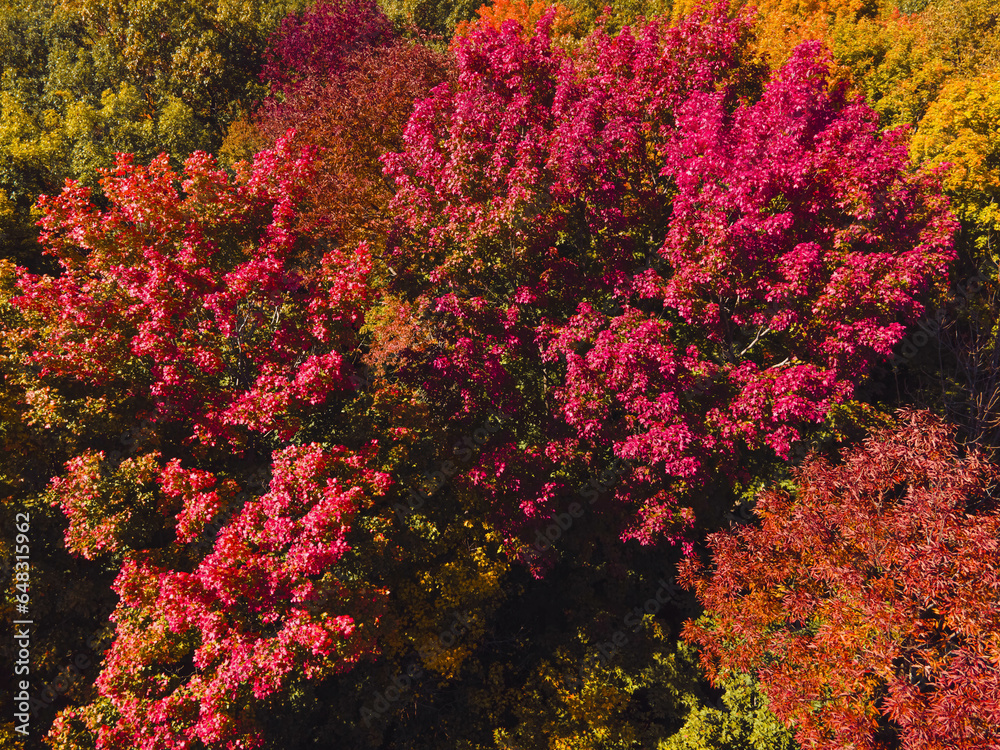 Colorful leaves of Autumn in Wisconsin Colorful leaves of Autumn in Wisconsin